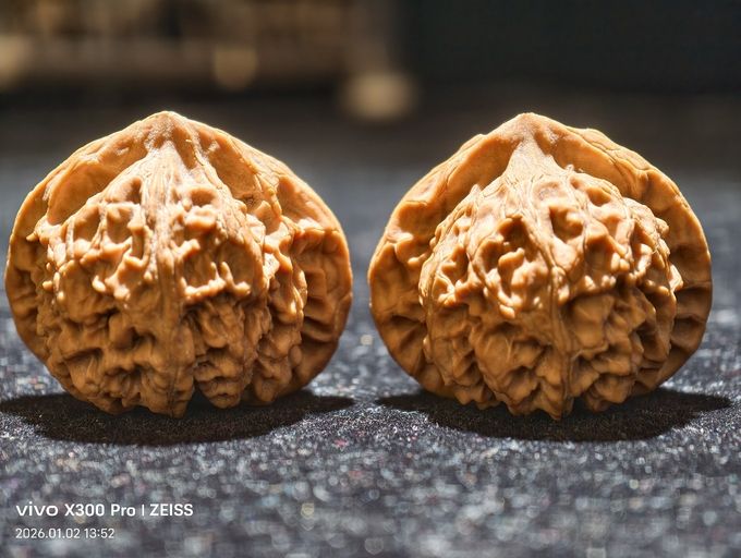【淶水麻核桃·宮燈】 龍魚論壇 第8張 【淶水麻核桃·宮燈】 【淶水麻核桃·宮燈】 龍魚論壇 第8張