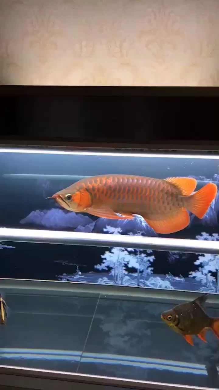 龍魚之美 龍魚之美 觀賞魚百科 第2張