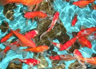 金龍魚過背高背百科：關(guān)于金龍魚過背和高背的問題