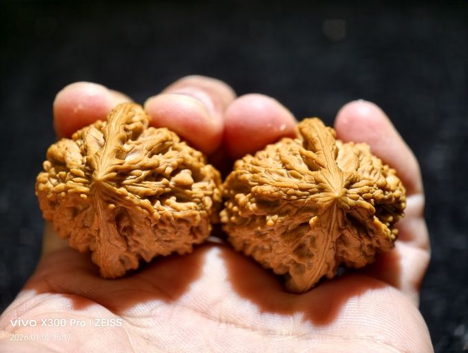 【淶水麻核桃·十三陵雞心】 龍魚論壇 第7張 【淶水麻核桃·十三陵雞心】 【淶水麻核桃·十三陵雞心】 龍魚論壇 第7張