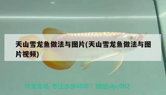 天山雪龍魚做法與圖片(天山雪龍魚做法與圖片視頻) 天山雪龍魚做法與圖片(天山雪龍魚做法與圖片視頻) 觀賞魚百科 第1張