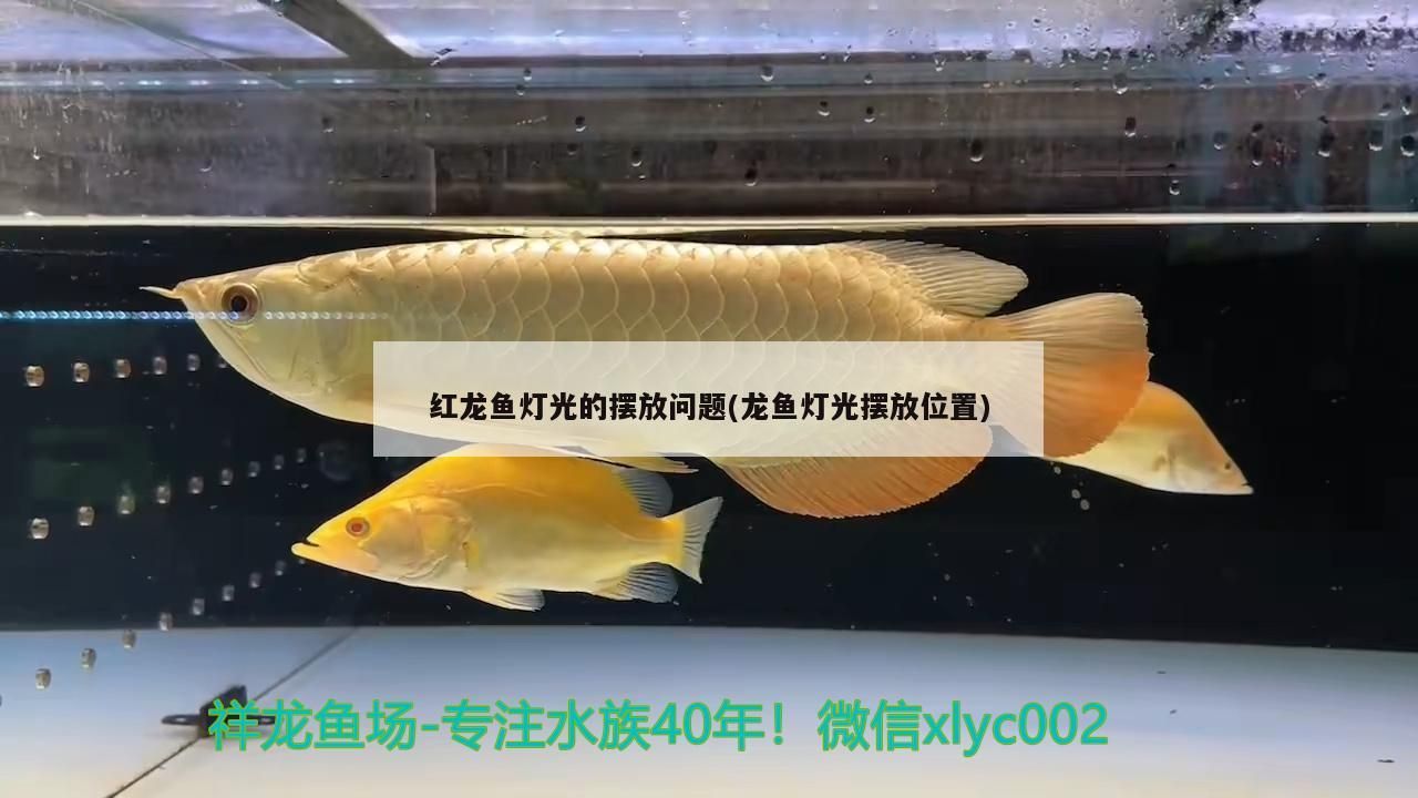 紅龍魚燈光的擺放問題(龍魚燈光擺放位置) 紅龍魚燈光的擺放問題(龍魚燈光擺放位置) 觀賞魚百科 第1張
