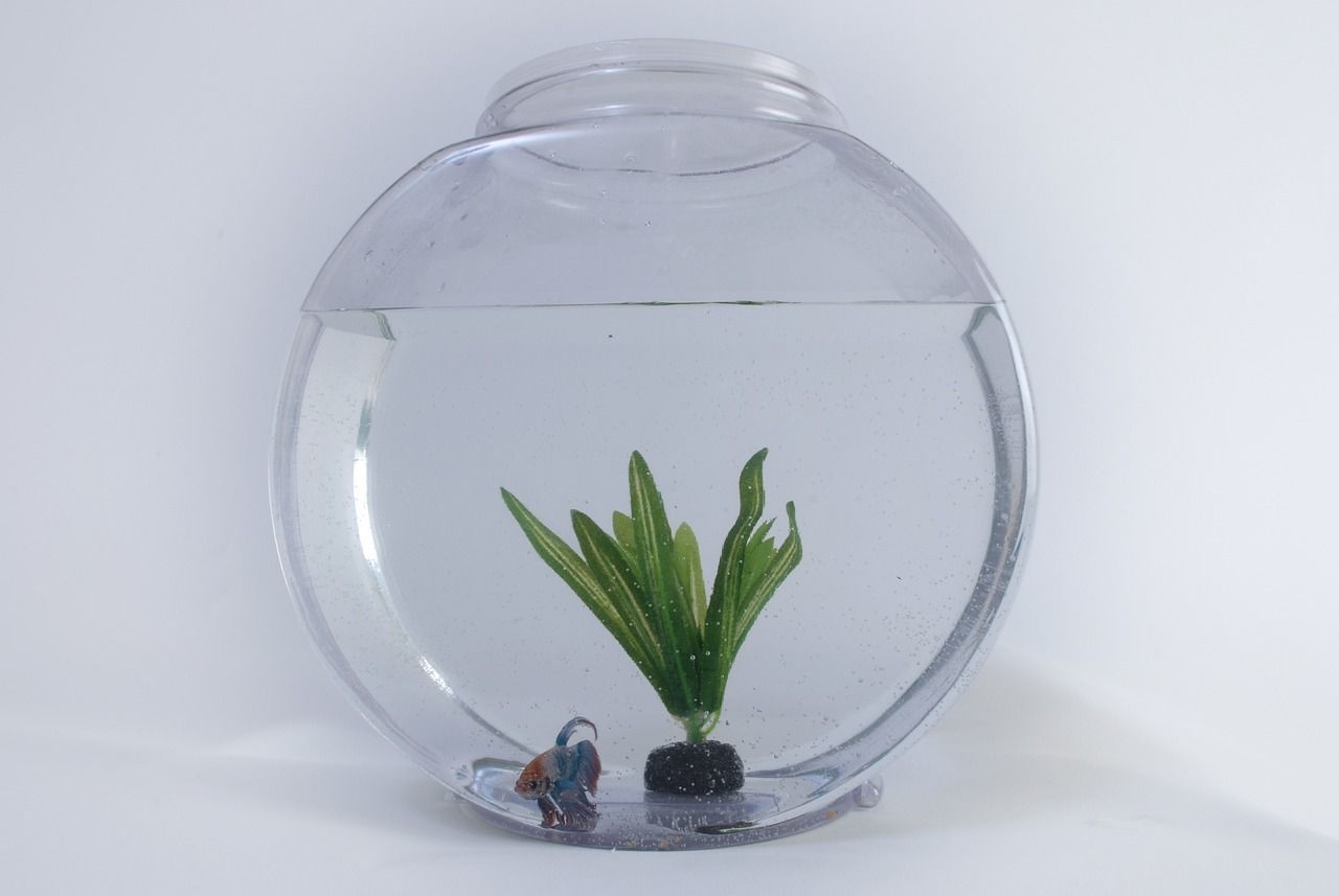 我的虎魚真菌感染了要怎么處理 興龍魚罐頭怎么樣( 興龍餐飲) 觀賞魚百科 興龍魚罐頭怎么樣( 興龍餐飲) 興龍魚罐頭怎么樣( 興龍餐飲) 觀賞魚百科