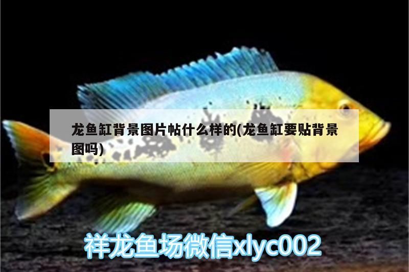 龍魚缸背景圖片帖什么樣的(龍魚缸要貼背景圖嗎)