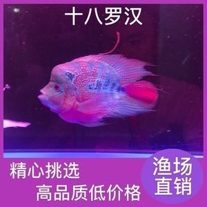 福滿鉆魚飼養水溫控制，關于福滿鉆魚飼養水溫控制的建議 福滿鉆魚飼養水溫控制，關于福滿鉆魚飼養水溫控制的建議 觀賞魚百科 第2張