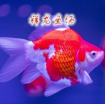 福滿鉆魚飼養水溫控制，關于福滿鉆魚飼養水溫控制的建議 福滿鉆魚飼養水溫控制，關于福滿鉆魚飼養水溫控制的建議 觀賞魚百科 第1張