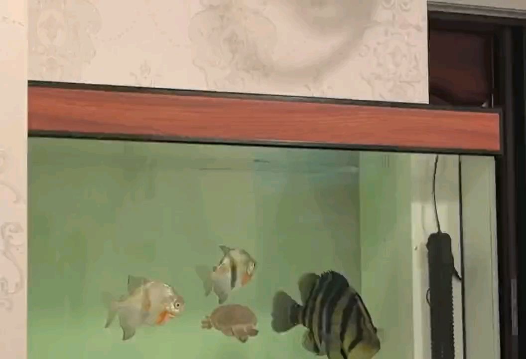 新年快樂??? 新年快樂??? 龍魚論壇