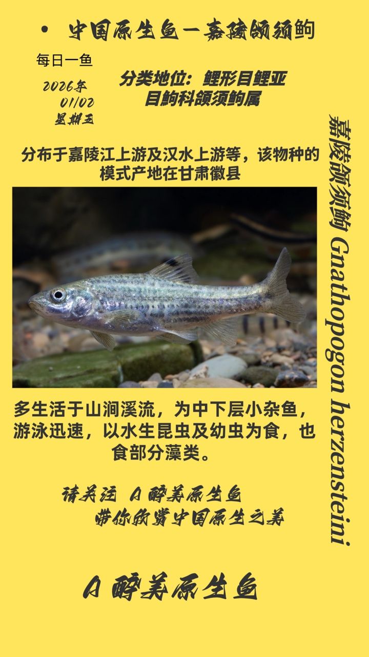 嘉陵頜須