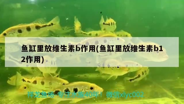 魚缸里放維生素b作用(魚缸里放維生素b12作用) 魚缸里放維生素b作用(魚缸里放維生素b12作用) 觀賞魚百科
