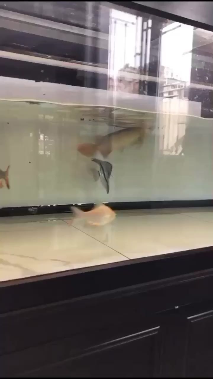 最喜歡看魚(yú)吃食了 最喜歡看魚(yú)吃食了 觀賞魚(yú)百科 第1張