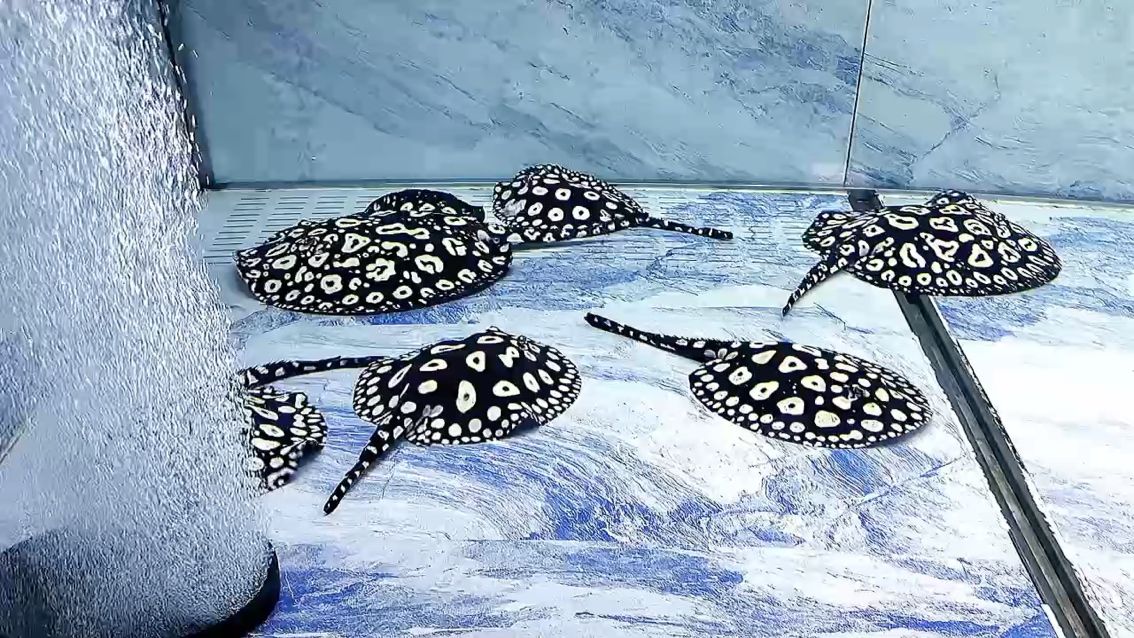 ????????以平安結尾，????????以好運開場。