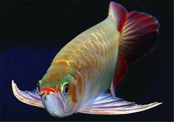 廣元龍魚簡介和歷史