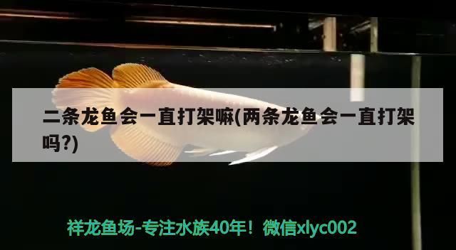 二條龍魚會一直打架嘛(兩條龍魚會一直打架嗎?)