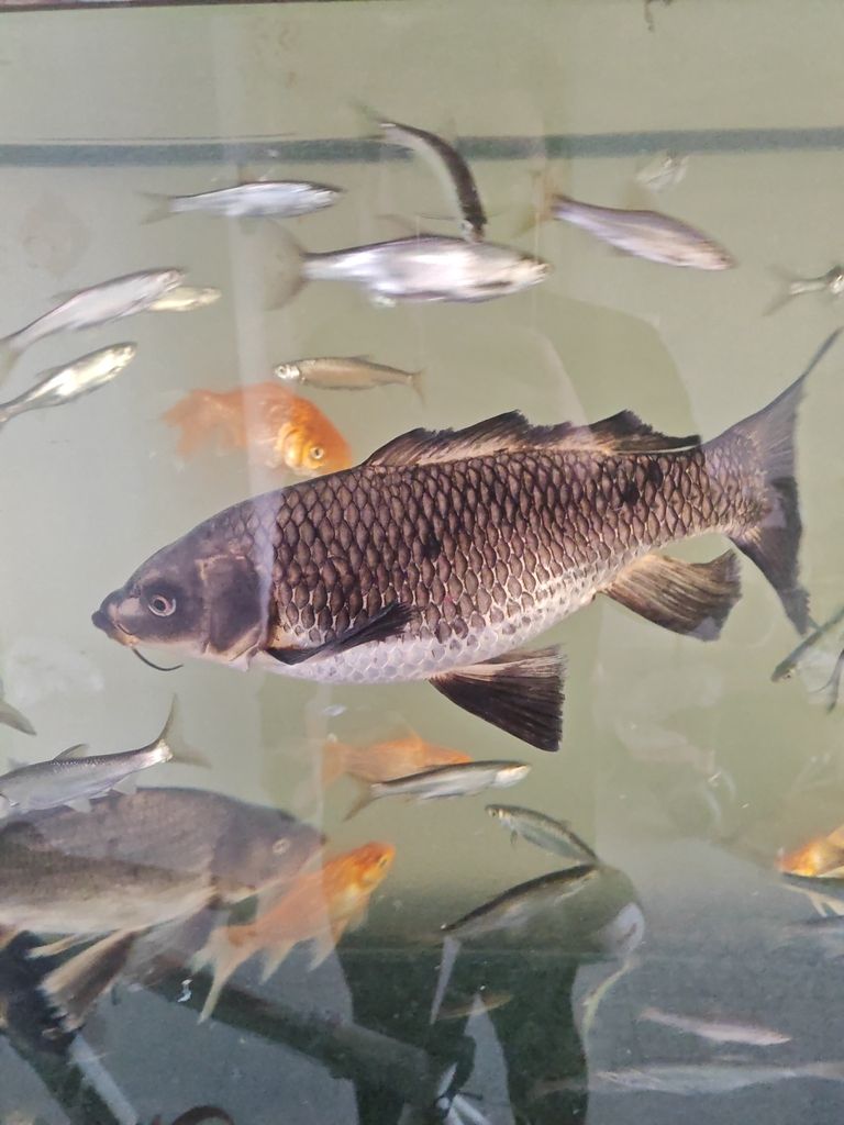 龍魚(yú)多久吃一次牛肉合適？（龍魚(yú)吃牛肉后多久消化）