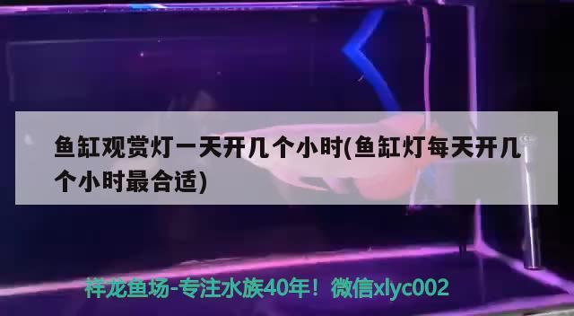 廣州哪里是批發(fā)龍魚的地方呀圖片大全(廣州最大賣龍魚的地方) 觀賞魚百科 第3張 廣州哪里是批發(fā)龍魚的地方呀圖片大全(廣州最大賣龍魚的地方) 廣州哪里是批發(fā)龍魚的地方呀圖片大全(廣州最大賣龍魚的地方) 觀賞魚百科 第3張