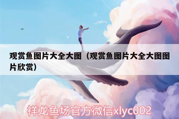 觀賞魚(yú)圖片大全大圖（觀賞魚(yú)圖片大全大圖圖片欣賞）