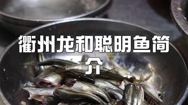 龍和聰明魚 龍和聰明魚 觀賞魚百科 第1張