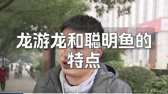 龍和聰明魚 龍和聰明魚 觀賞魚百科 第2張