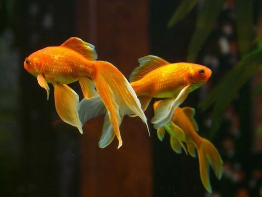 龍魚跳缸是什么原因呢視頻講解一下(龍魚跳缸是什么原因呢視頻講解一下) 龍魚跳缸是什么原因呢視頻講解一下(龍魚跳缸是什么原因呢視頻講解一下) 觀賞魚百科