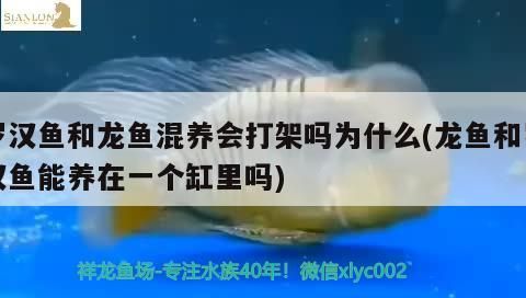 羅漢魚(yú)和龍魚(yú)混養(yǎng)會(huì)打架嗎為什么(龍魚(yú)和羅漢魚(yú)能養(yǎng)在一個(gè)缸里嗎)