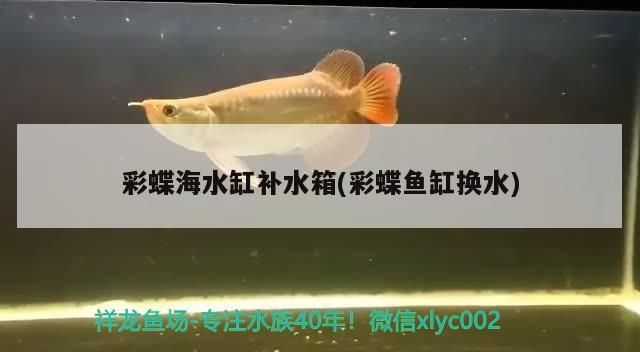 彩蝶海水缸補水箱(彩蝶魚缸換水) 彩蝶海水缸補水箱(彩蝶魚缸換水) 觀賞魚百科