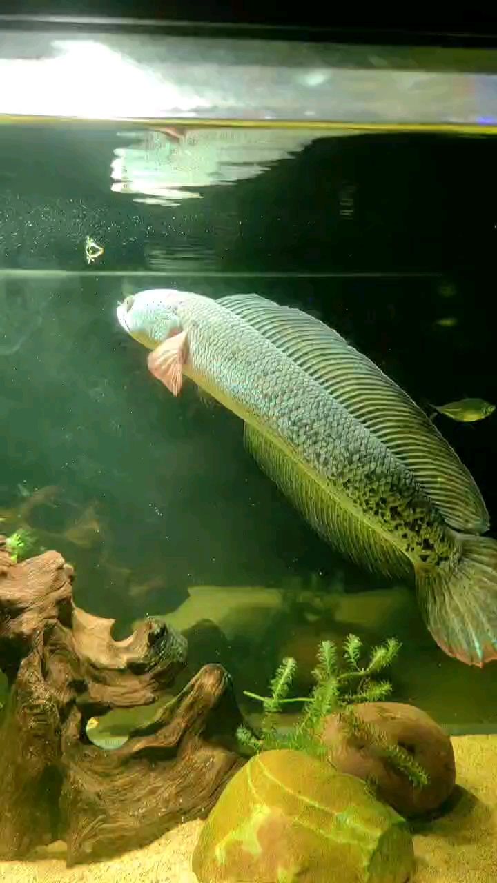 巴卡帥小伙