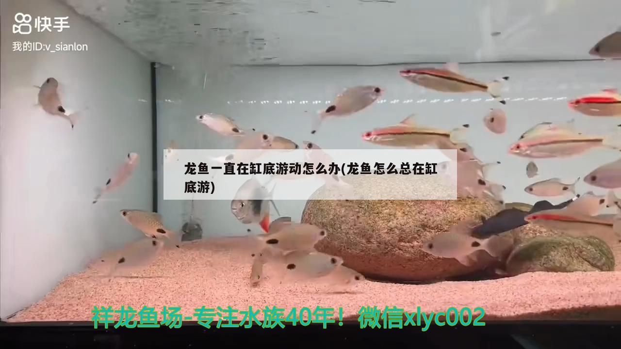龍魚一直在缸底游動怎么辦(龍魚怎么總在缸底游) 龍魚一直在缸底游動怎么辦(龍魚怎么總在缸底游) 觀賞魚百科