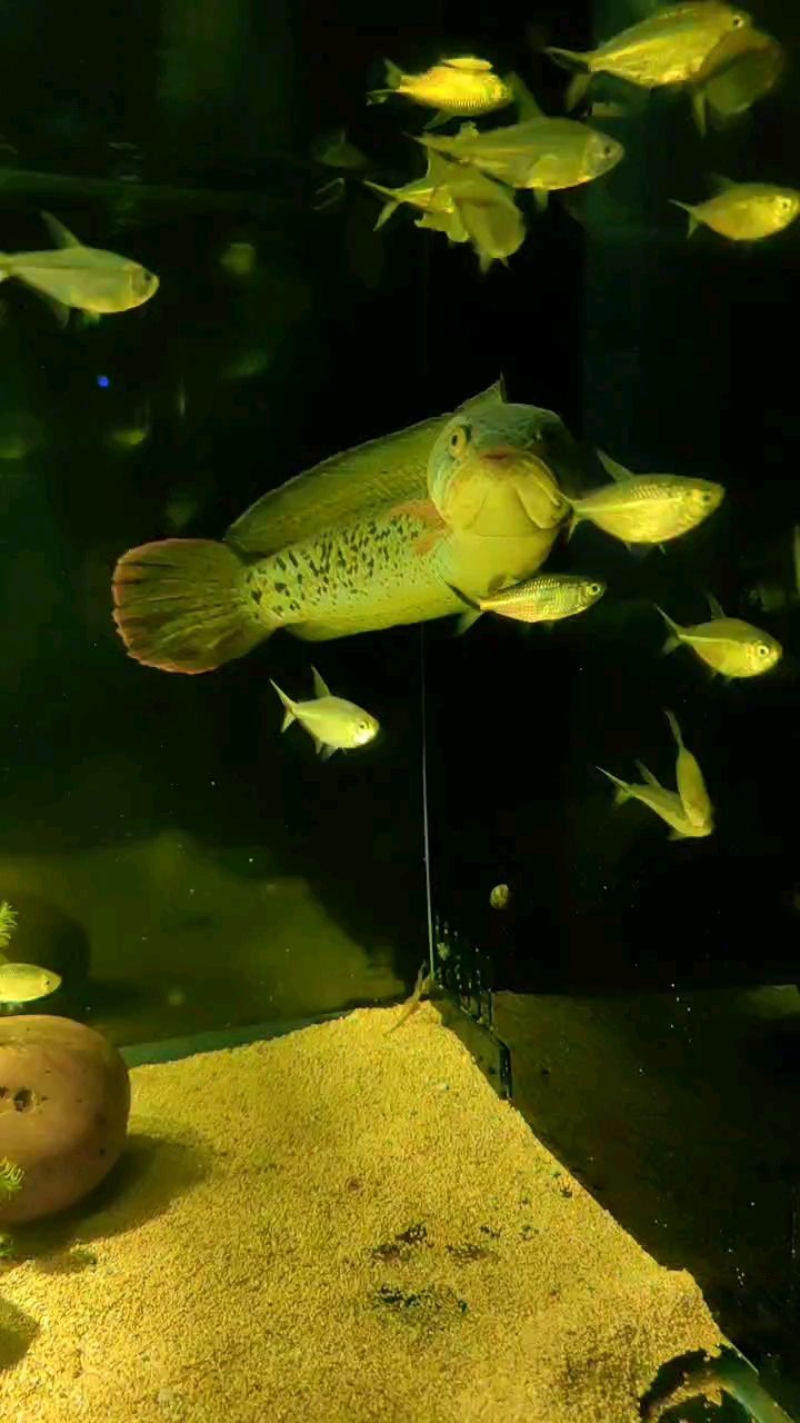 巴卡豬