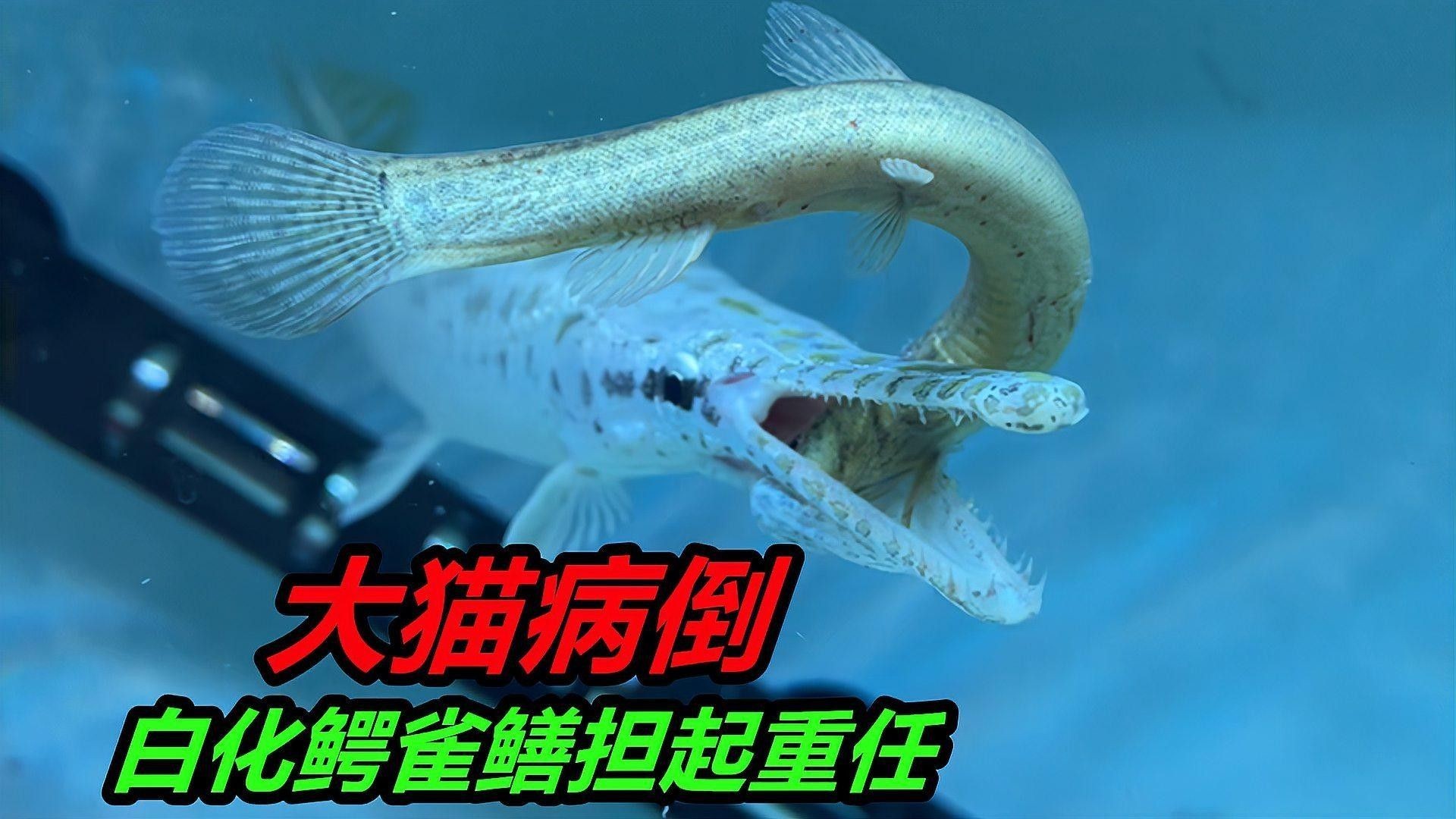 招財貓魚病最忌三種食物