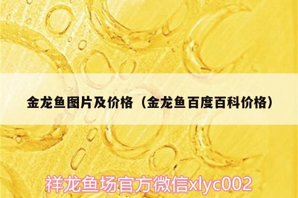 金龍魚圖片及價格（金龍魚百度百科價格）