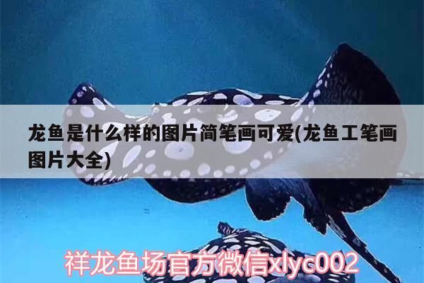 龍魚是什么樣的圖片簡筆畫可愛(龍魚工筆畫圖片大全)