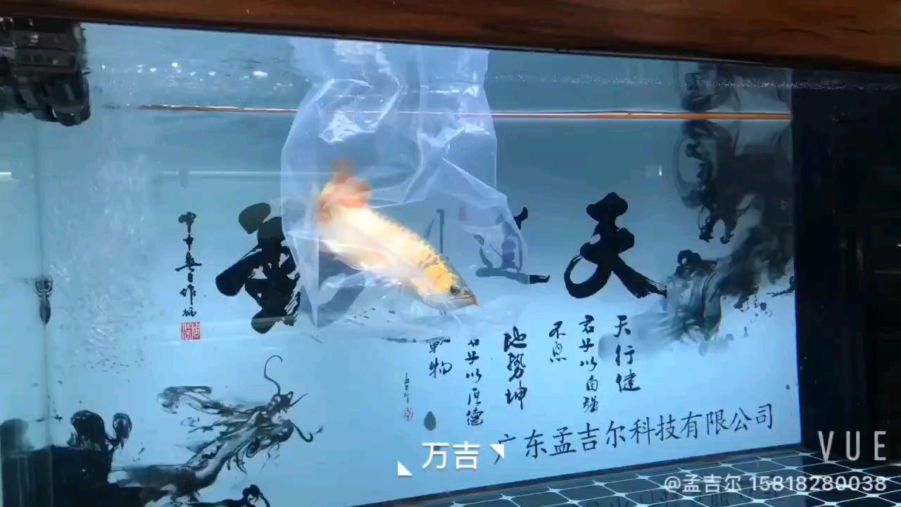 魚缸過濾器選購指南:自制魚缸過濾器魚缸上置過濾器對(duì)于養(yǎng)魚愛好者的必備知識(shí) 轉(zhuǎn)發(fā)960 龍魚論壇 轉(zhuǎn)發(fā)960 轉(zhuǎn)發(fā)960 龍魚論壇