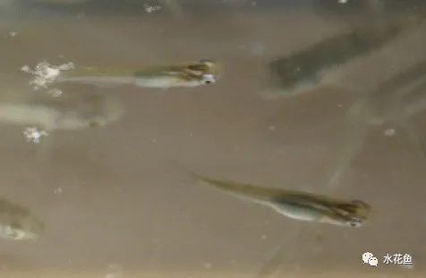 能否分享一些孔雀石斑和龍魚的單獨飼養經驗，孔雀石斑和龍魚哪個更適合新手孔雀石斑和龍魚哪個更適合新手