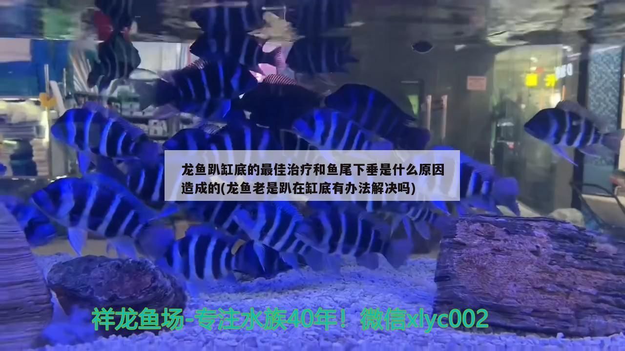 龍魚趴缸底的最佳治療和魚尾下垂是什么原因造成的(龍魚老是趴在缸底有辦法解決嗎)