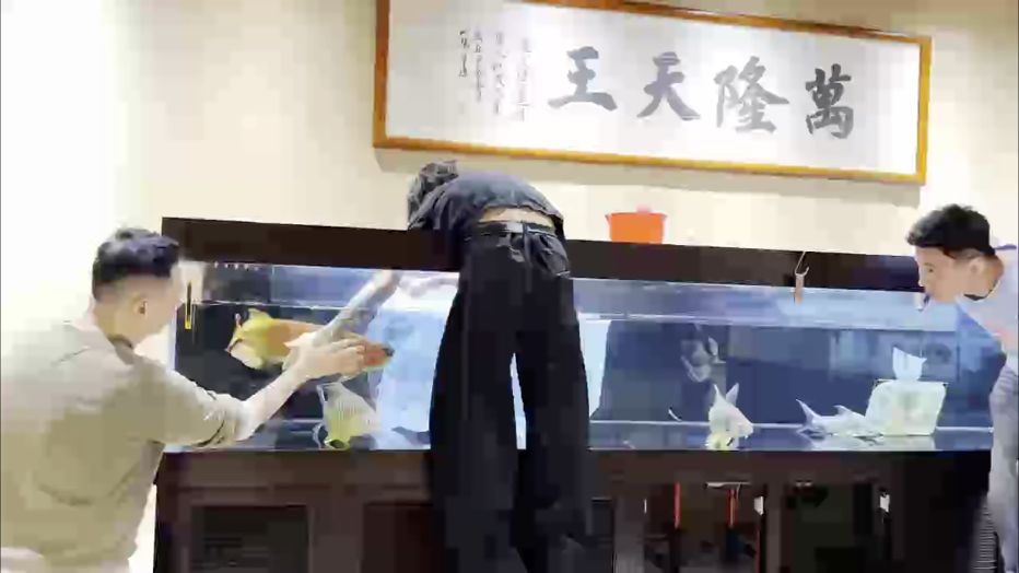萬隆天王祝大家2026元旦快樂～～開門紅??
#萬隆天王紅龍 #龍魚 #紅龍 #觀賞魚 #養魚日記