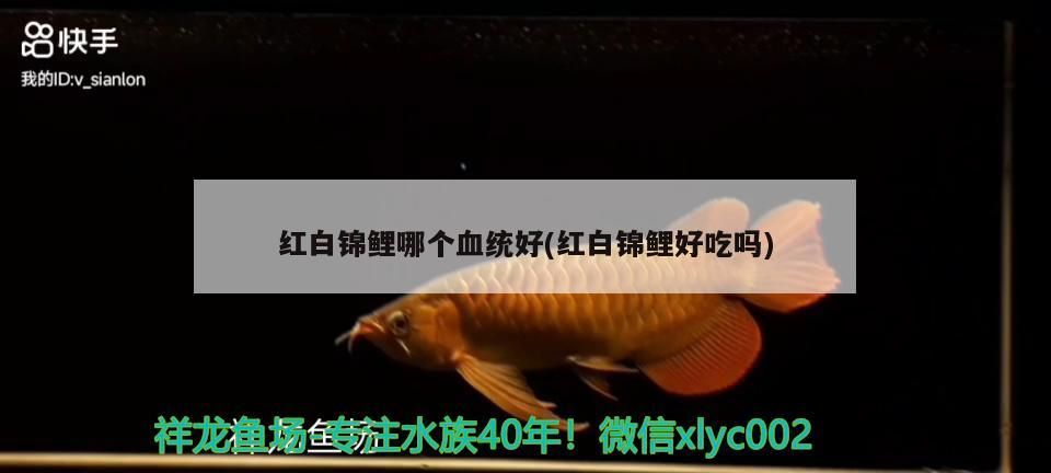 紅白錦鯉哪個血統(tǒng)好(紅白錦鯉好吃嗎)