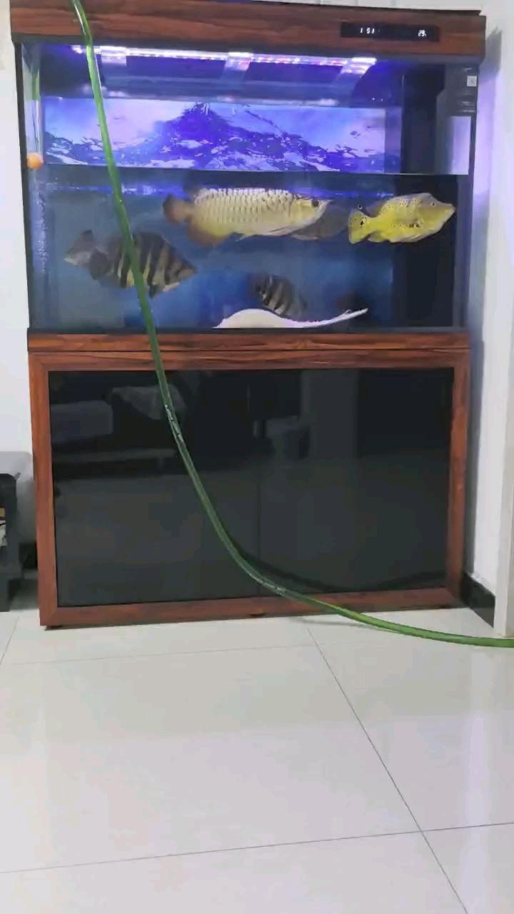 元旦快樂，給魚缸換換水[ciya]
