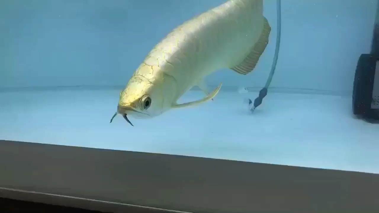 養(yǎng)魚開心小段子（內(nèi)有福利） 養(yǎng)魚開心小段子（內(nèi)有福利） 觀賞魚百科