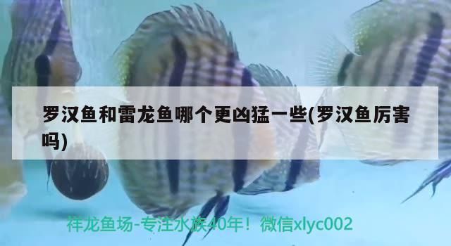 飼料 羅漢魚和雷龍魚哪個更兇猛一些(羅漢魚厲害嗎) 觀賞魚百科 羅漢魚和雷龍魚哪個更兇猛一些(羅漢魚厲害嗎) 羅漢魚和雷龍魚哪個更兇猛一些(羅漢魚厲害嗎) 觀賞魚百科