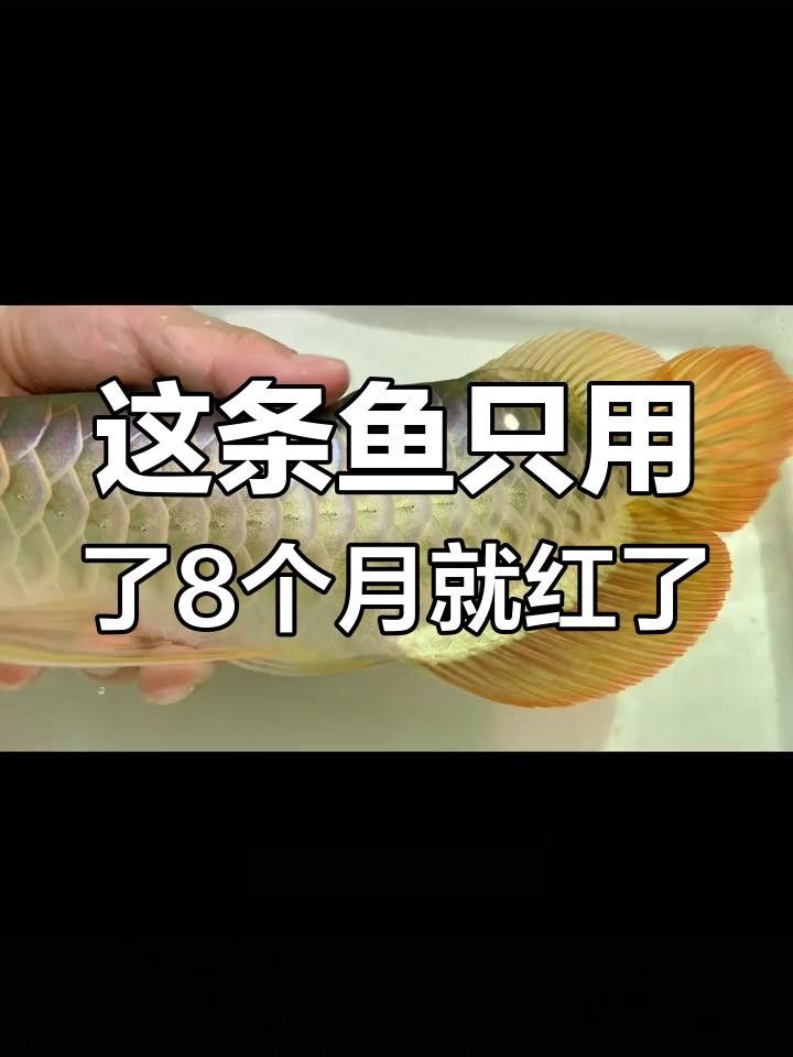 紅龍魚8個月發色的效果