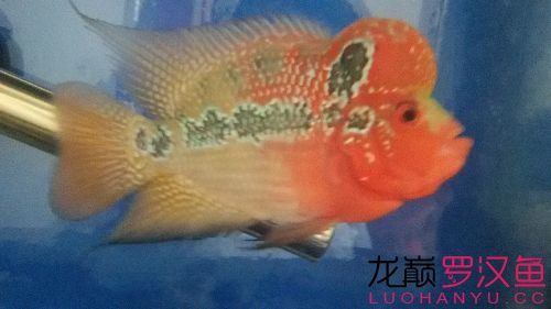小清新到家報個到 觀賞魚百科 第3張 小清新到家報個到 小清新到家報個到 觀賞魚百科 第3張