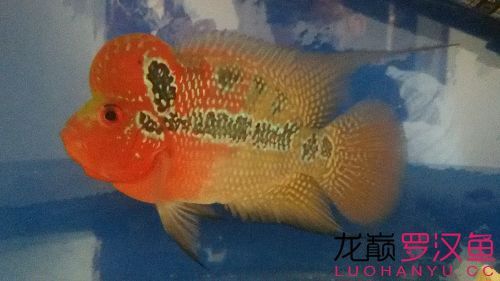 小清新到家報個到 觀賞魚百科 第2張 小清新到家報個到 小清新到家報個到 觀賞魚百科 第2張