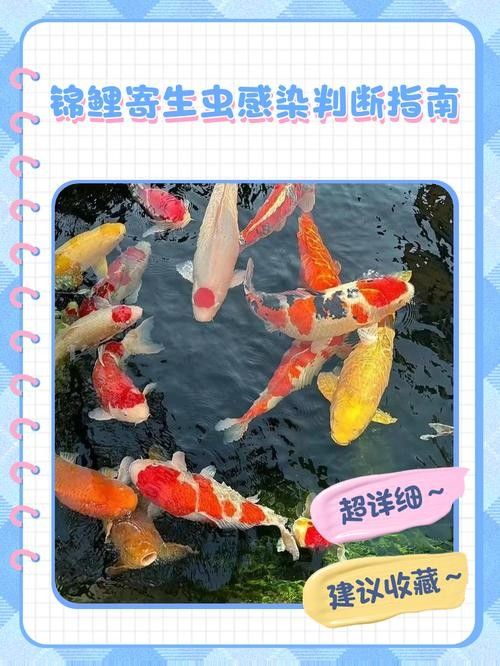 錦鯉常見的幾種疾病圖片