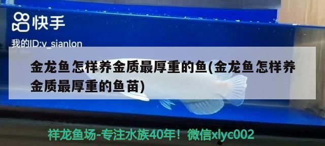 金龍魚怎樣養金質最厚重的魚(金龍魚怎樣養金質最厚重的魚苗) 金龍魚怎樣養金質最厚重的魚(金龍魚怎樣養金質最厚重的魚苗) 觀賞魚百科 第1張
