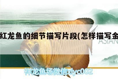 銀龍魚 挑選紅龍魚的細節描寫片段(怎樣描寫金龍魚) 觀賞魚百科 挑選紅龍魚的細節描寫片段(怎樣描寫金龍魚) 挑選紅龍魚的細節描寫片段(怎樣描寫金龍魚) 觀賞魚百科