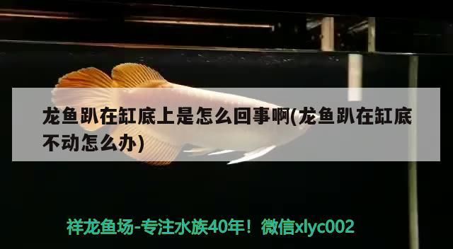 龍魚趴在缸底上是怎么回事啊(龍魚趴在缸底不動怎么辦)