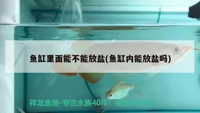 魚缸里面能不能放鹽(魚缸內能放鹽嗎)