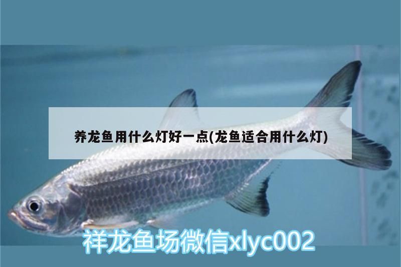 紅龍魚 養龍魚用什么燈好一點(龍魚適合用什么燈) 觀賞魚百科 養龍魚用什么燈好一點(龍魚適合用什么燈) 養龍魚用什么燈好一點(龍魚適合用什么燈) 觀賞魚百科