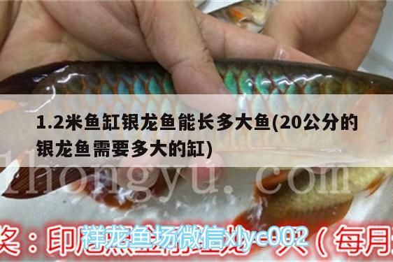 龍魚發(fā)色時(shí)間表最新（龍魚發(fā)色是什么意思） 龍魚發(fā)色時(shí)間表最新（龍魚發(fā)色是什么意思） 觀賞魚百科