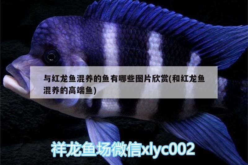 與紅龍魚混養(yǎng)的魚有哪些圖片欣賞(和紅龍魚混養(yǎng)的高端魚) 與紅龍魚混養(yǎng)的魚有哪些圖片欣賞(和紅龍魚混養(yǎng)的高端魚) 觀賞魚百科